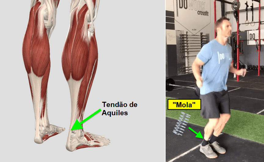 Anatomia do tendão de Aquiles e efeito mola ao saltar